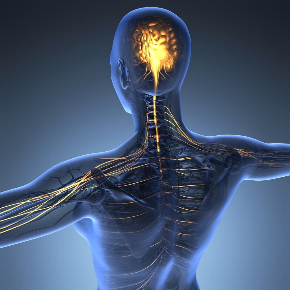 Transparent anatomical rendering of the upper body from behind, showing the brain and cervical spinal nerves highlighted in orange/gold branching down through the neck, shoulder, and arm.